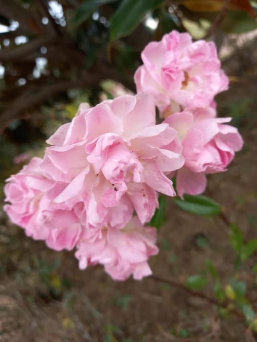 הוילה La Casina Di Campagna Tra Cecina E Bibbona מראה חיצוני תמונה